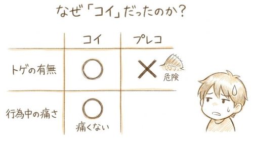 なぜ「コイ」だったのか